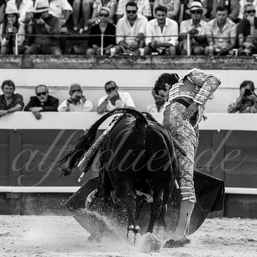 20210812 beziers alfaduende 014 fd