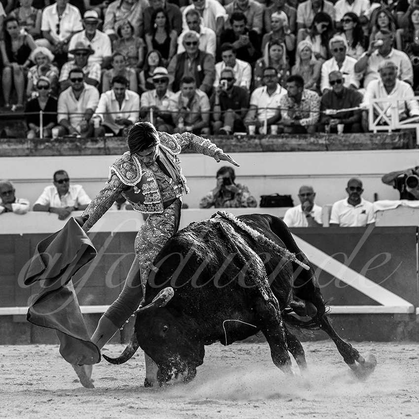 20210812 beziers alfaduende 015 fd