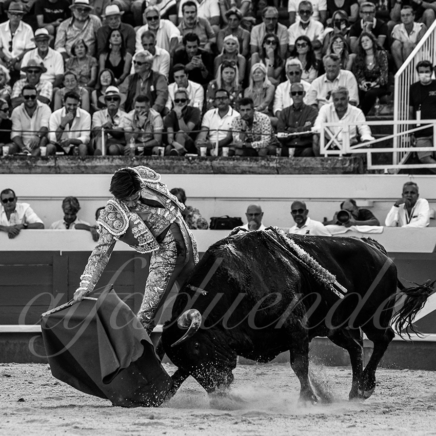 20210812 beziers alfaduende 016 fd