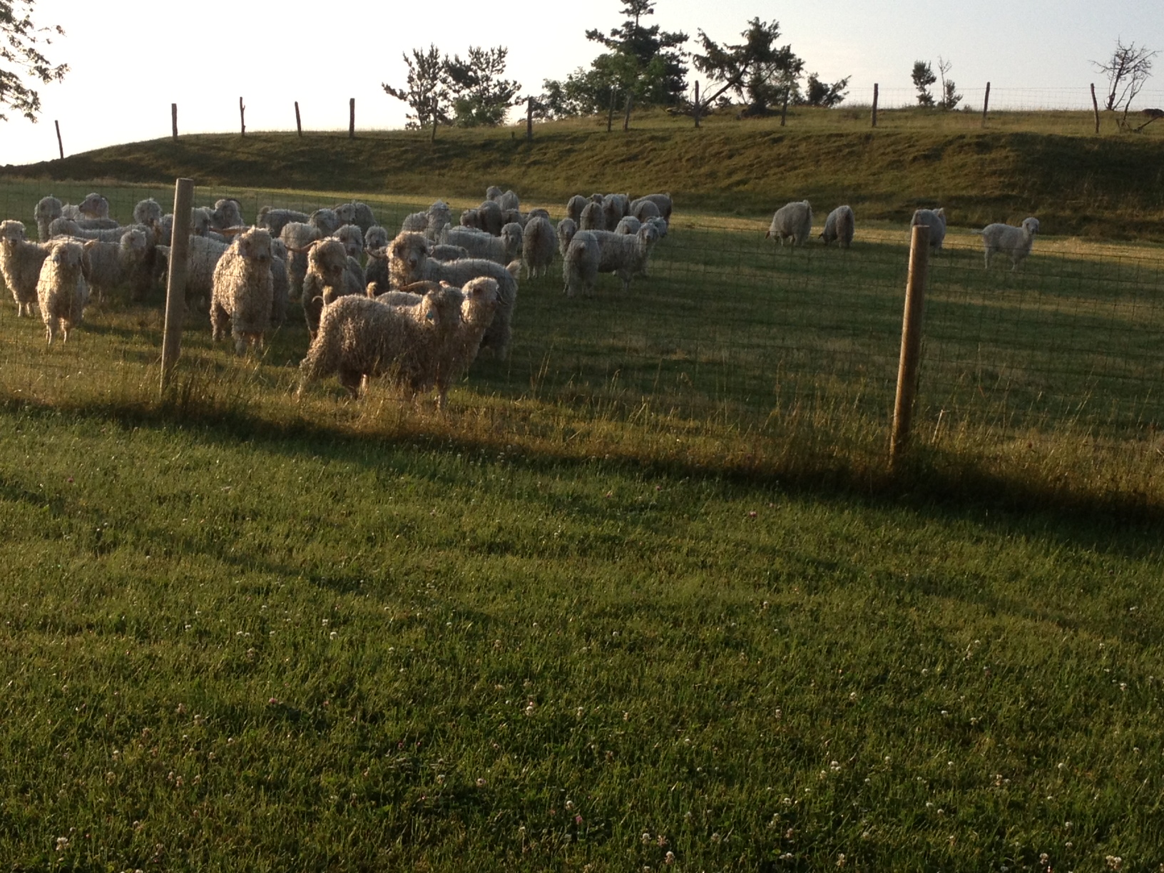 Produits fermiers et dormir à la ferme dans le Cantal