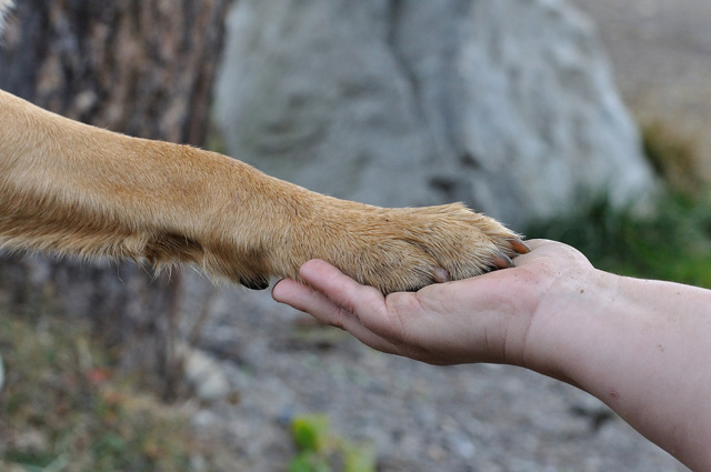 Fréjus : éducation canine et ostéopathie le 19/10