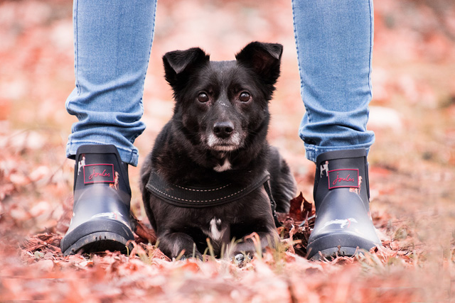 Trets : éducation canine le 7/12