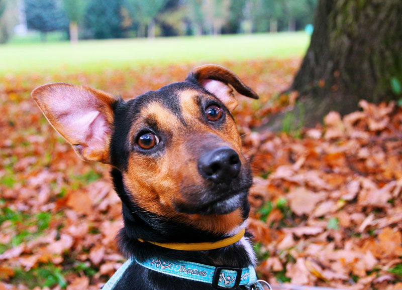 Eysines : éducation canine le 16/11