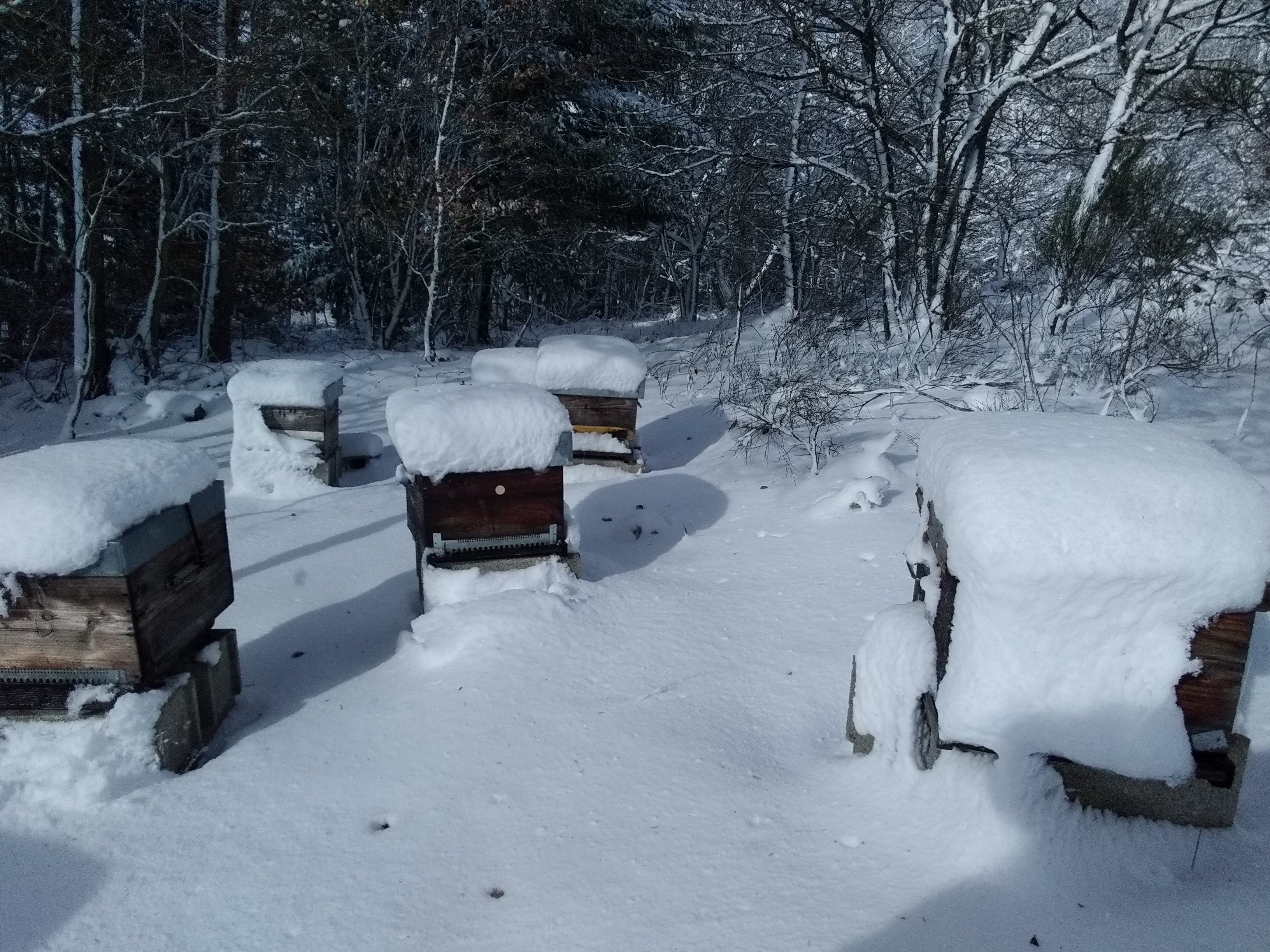 Les Ruches sont sous un beau manteau neigeux