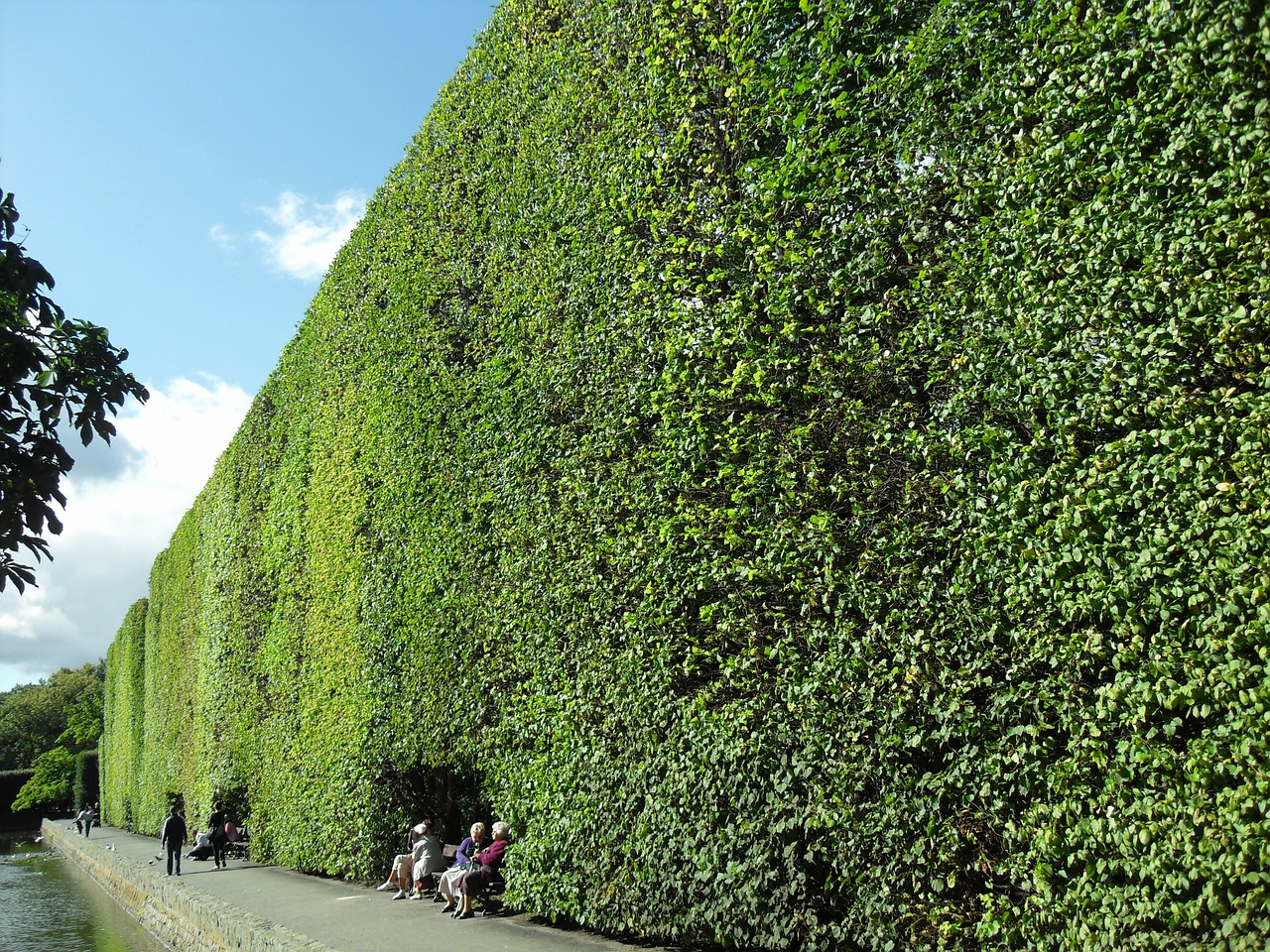 Une haie de biodiversité