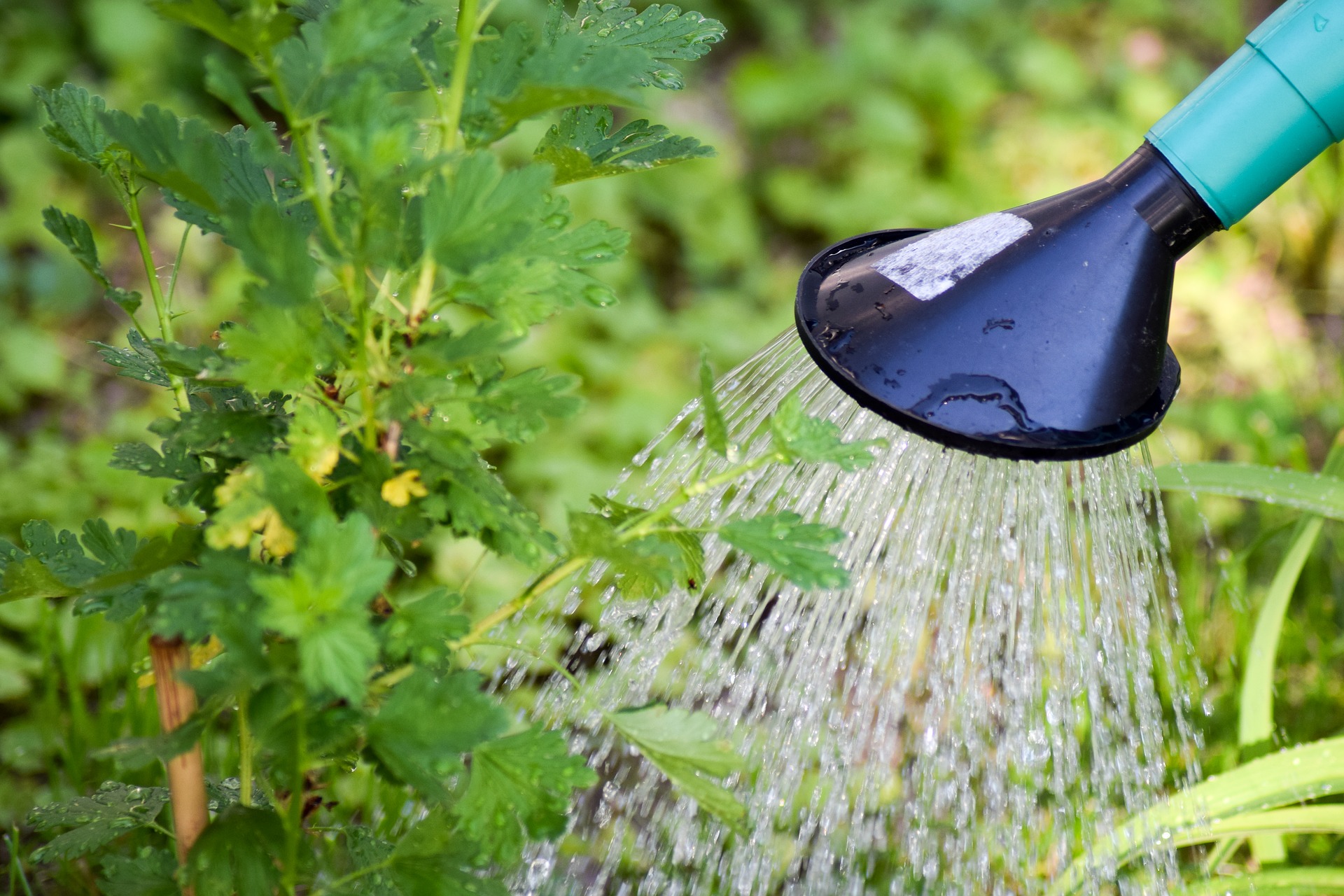 Comment bien arroser son jardin?