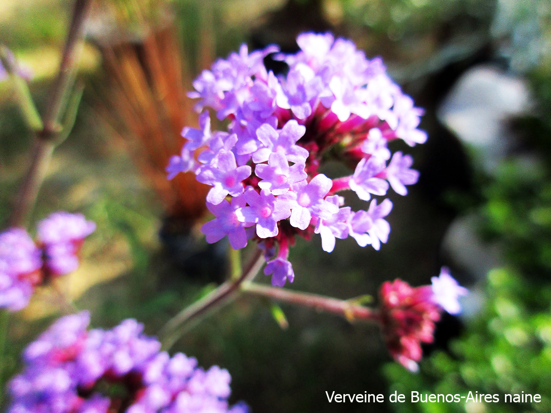 "Cette plante est jolie, je lui trouverai bien une place, quelque part au jardin"