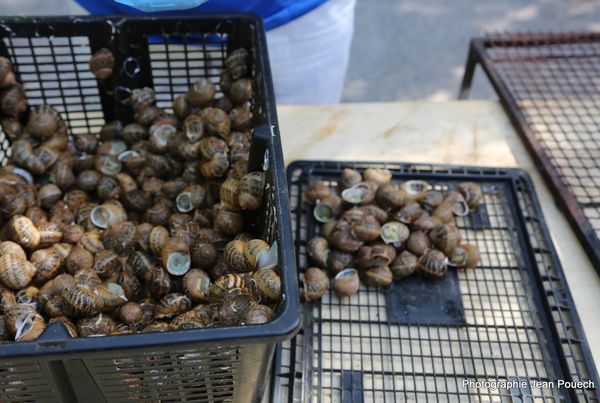 3ème Festival de l'escargot