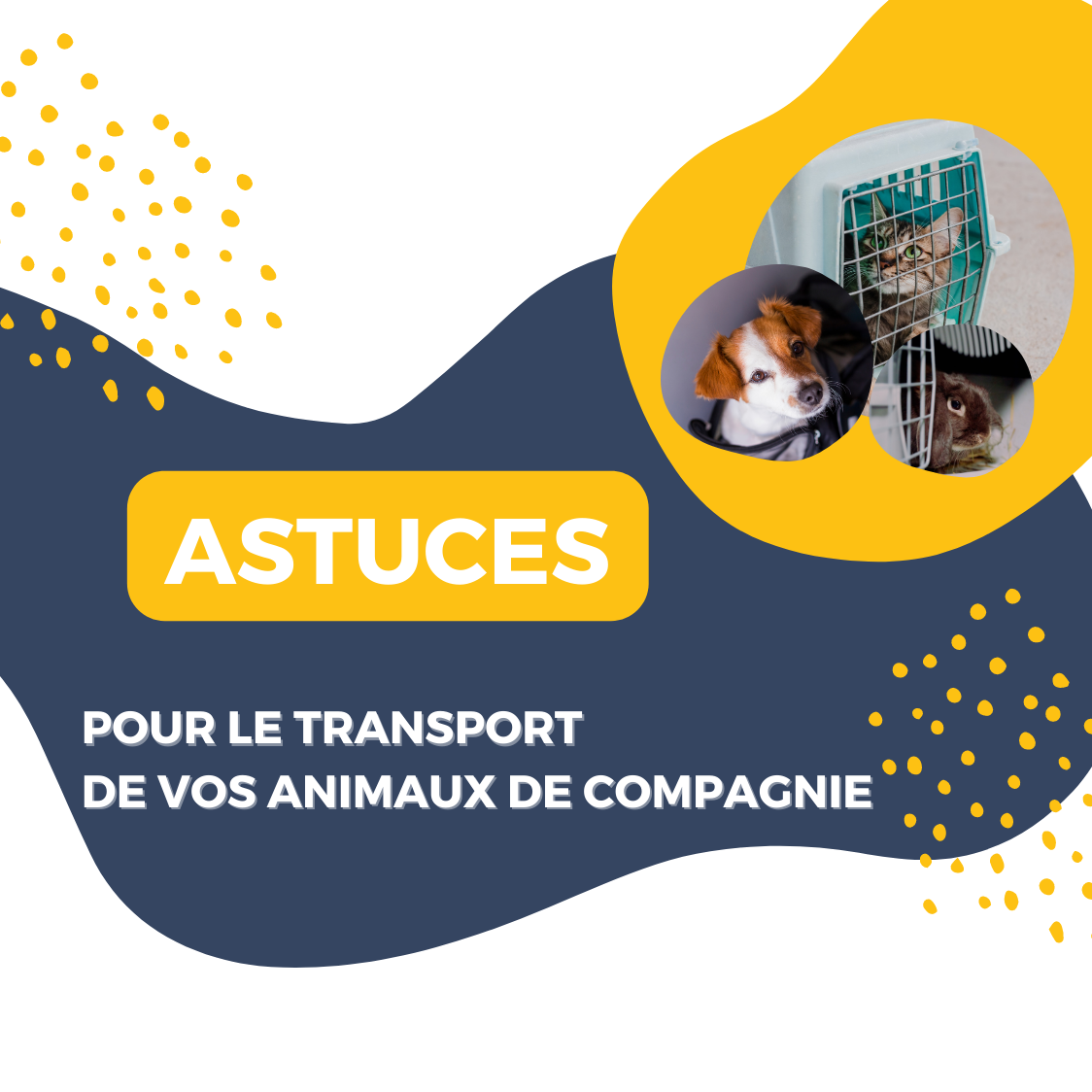 Le transport des animaux 