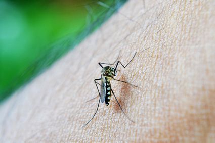 Moustiques au jardin: qui sont-ils et comment les éviter? 5 astuces pour les éviter