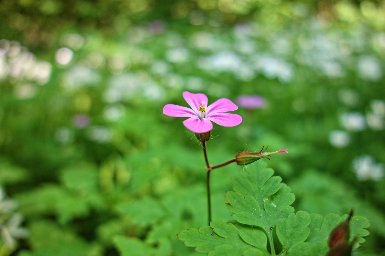 Quelles sont les plantes anti-moustiques ? 6 astuces pour les éloigner