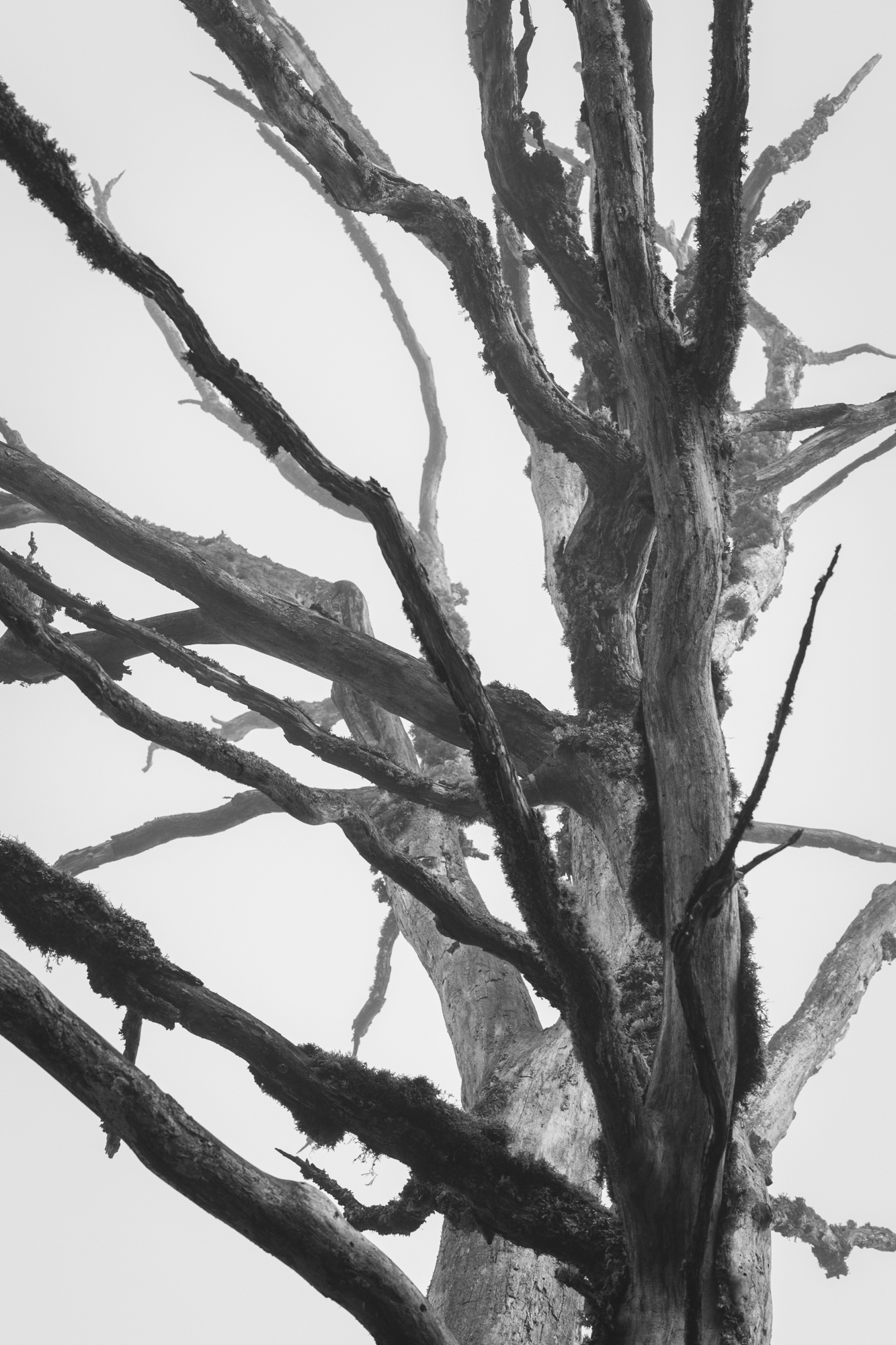 Rude, sombre et solitaire