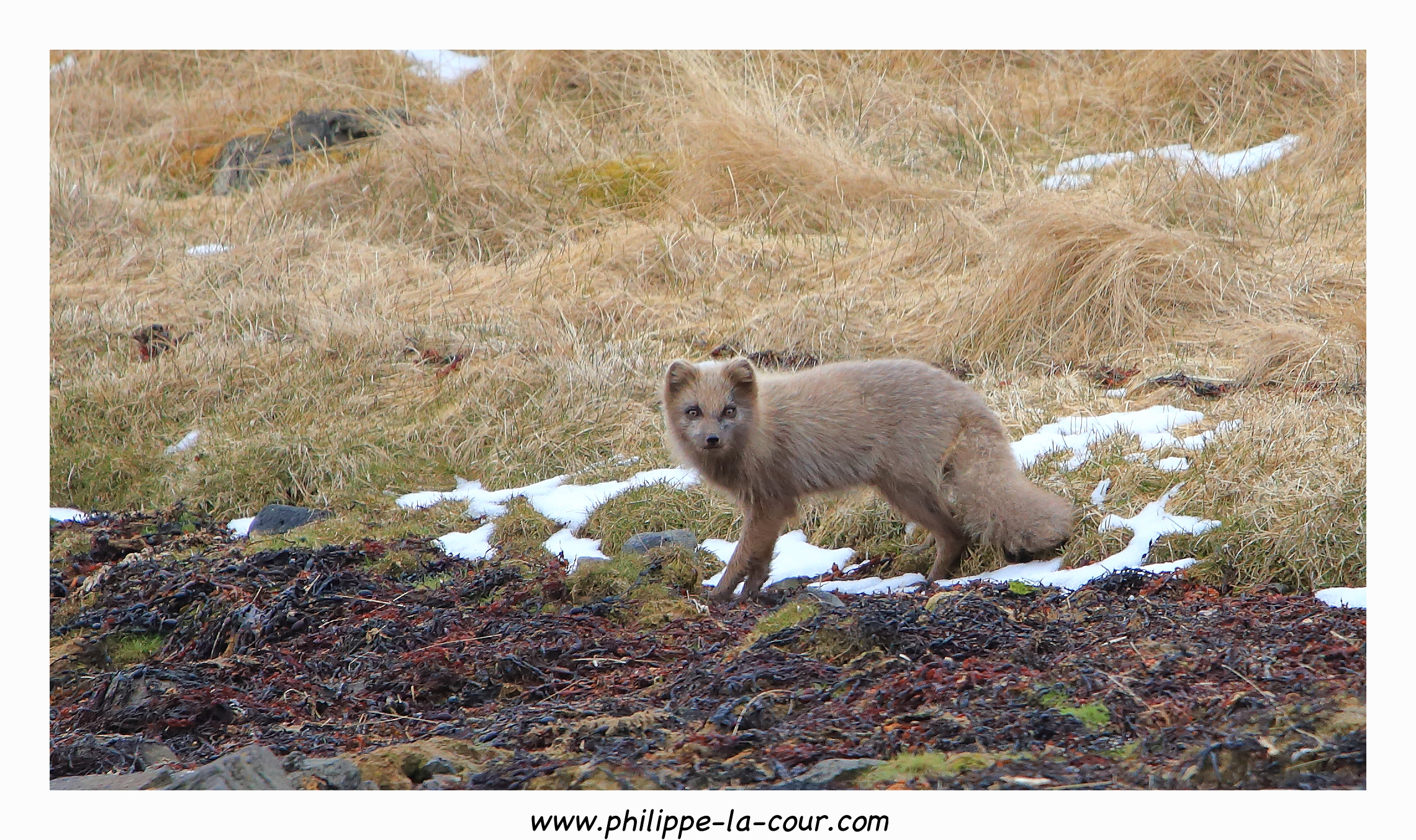 D'Heydalur à Isafjordur