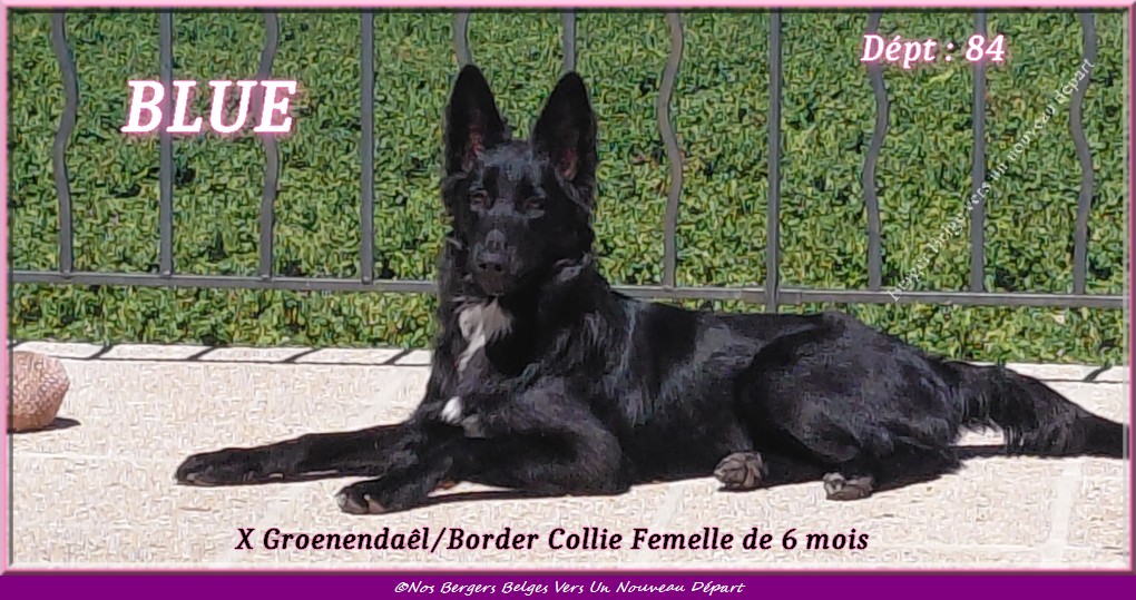 Blue-annonce-1