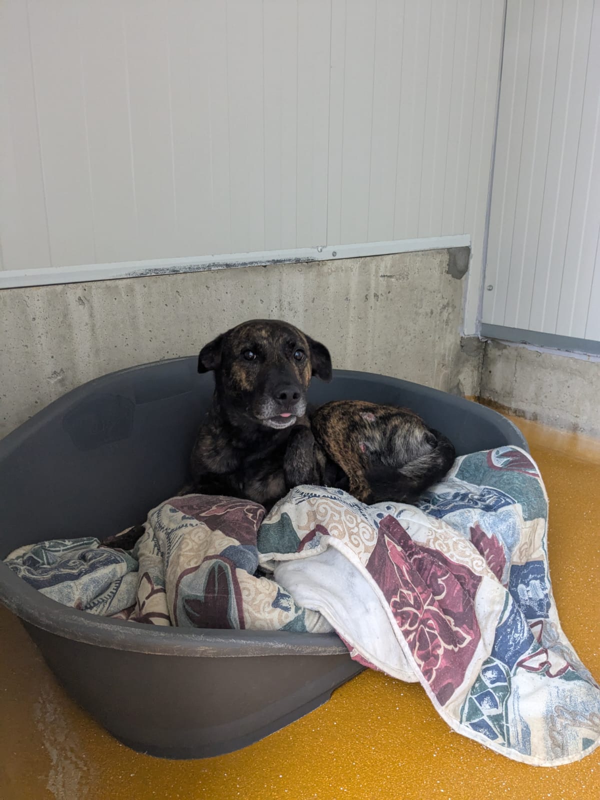 Whatsapp image 2025 06 12 at 09 58 47