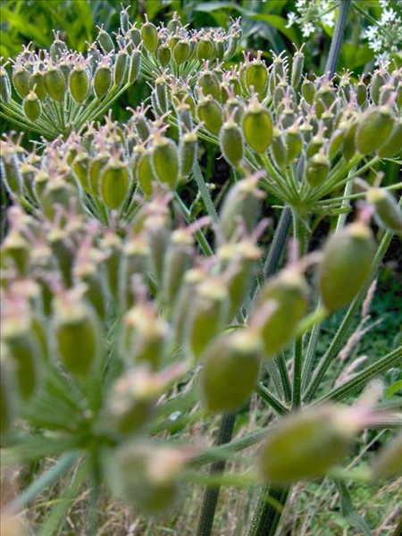 Berce fruits heracleum sphondylium