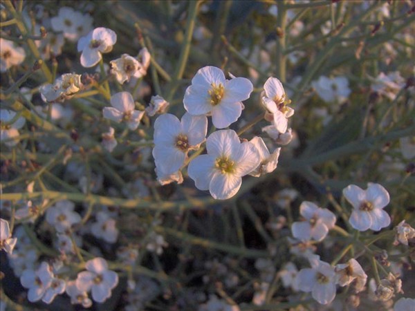 Choux marin fleurs detail