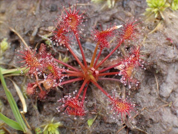 Drosera3
