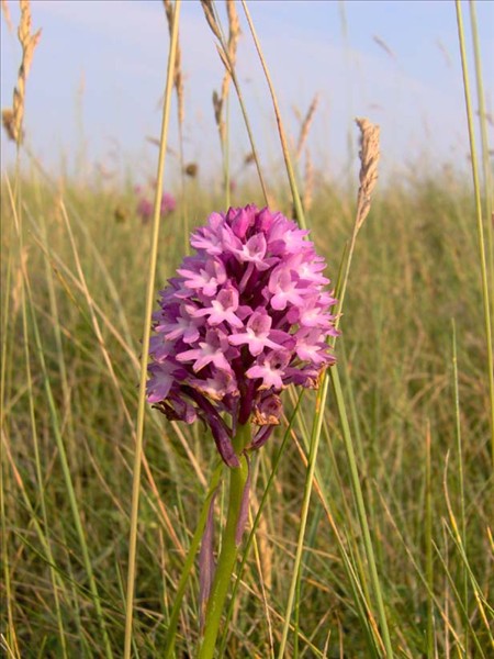 Epi orchis pyramidale ile grande