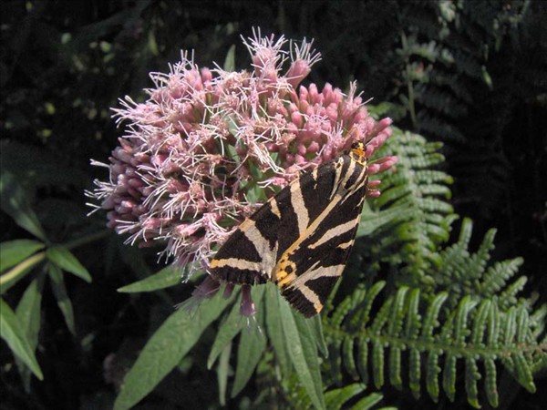 Eupatoire chanvrine eupatorium cannabinum capitule