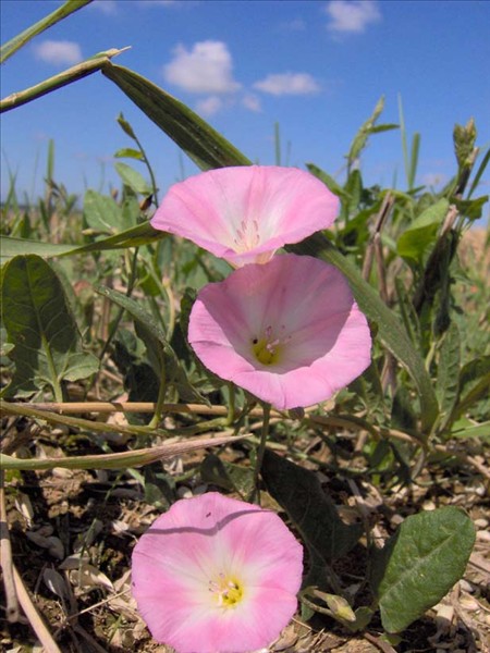 Liseron des champs convolvulus arvensis