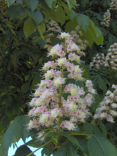 Marronier fleurs ensemble