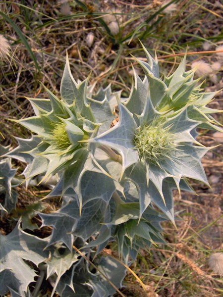 Panicaut des sables ile grande 1