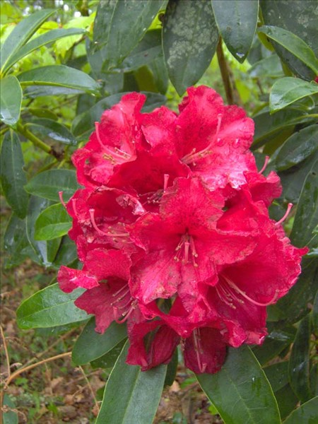Rhododendron detail