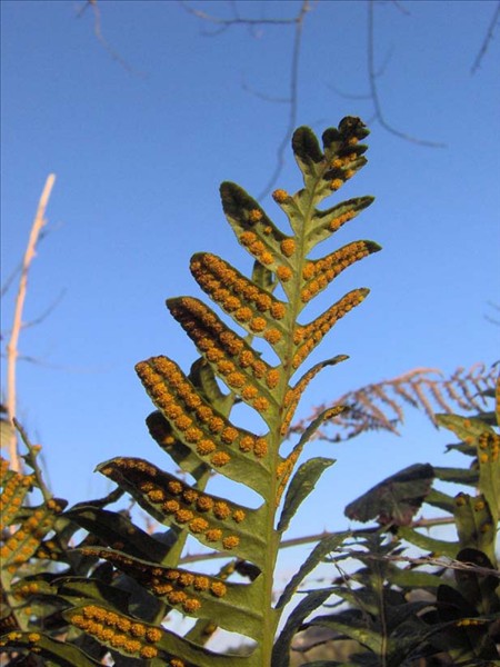 Sores de polypode