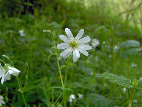 Stellaire holostee 2