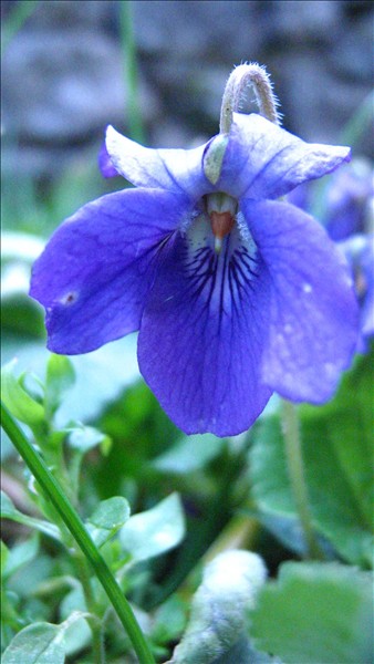 Violette 2
