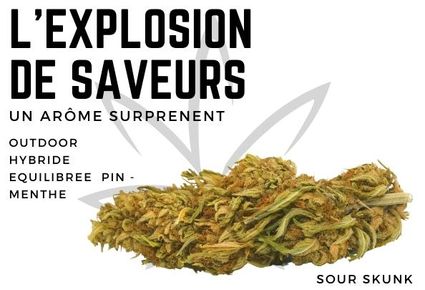 Découvrez notre Sour Skunk CBG de qualité supérieure dans notre boutique en ligne CBD VIP. Le CBG est une molécule du cannabis qui offre des avantages similaires au CBD. Commandez maintenant et profitez de la livraison gratuite pour toute commande de plus de 75€ !