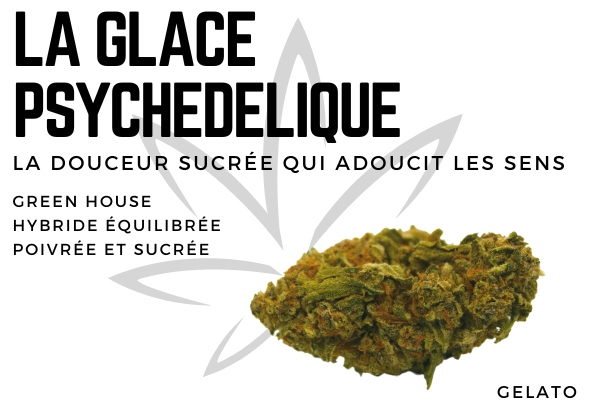 Découvrez notre fleur de CBD Gelato de qualité premium chez CBD VIP. Conforme à la législation française, notre fleur de CBD Gelato contient un taux inférieur à 0,3 % de THC. Un choix parfait pour ceux qui cherchent à soulager certains maux. Commandez maintenant et profitez de la livraison gratuite pour toute commande de plus de 75€ !