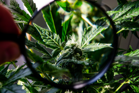 Qu'est-ce que le CBG ?