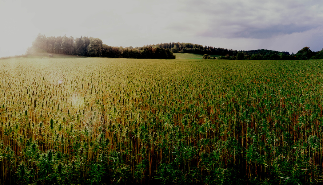 La plus grande ferme