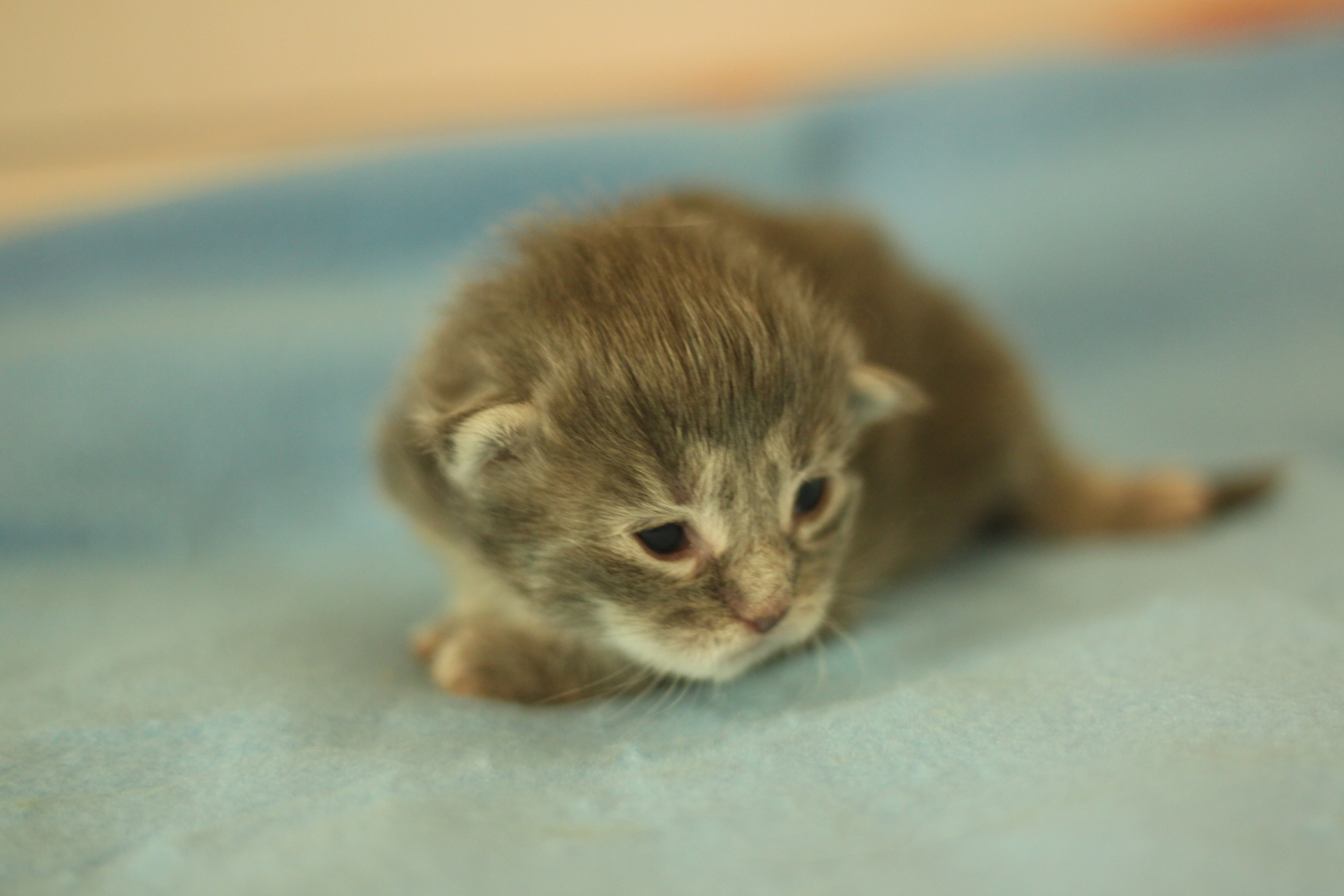 Naissance du 1er janvier 2026