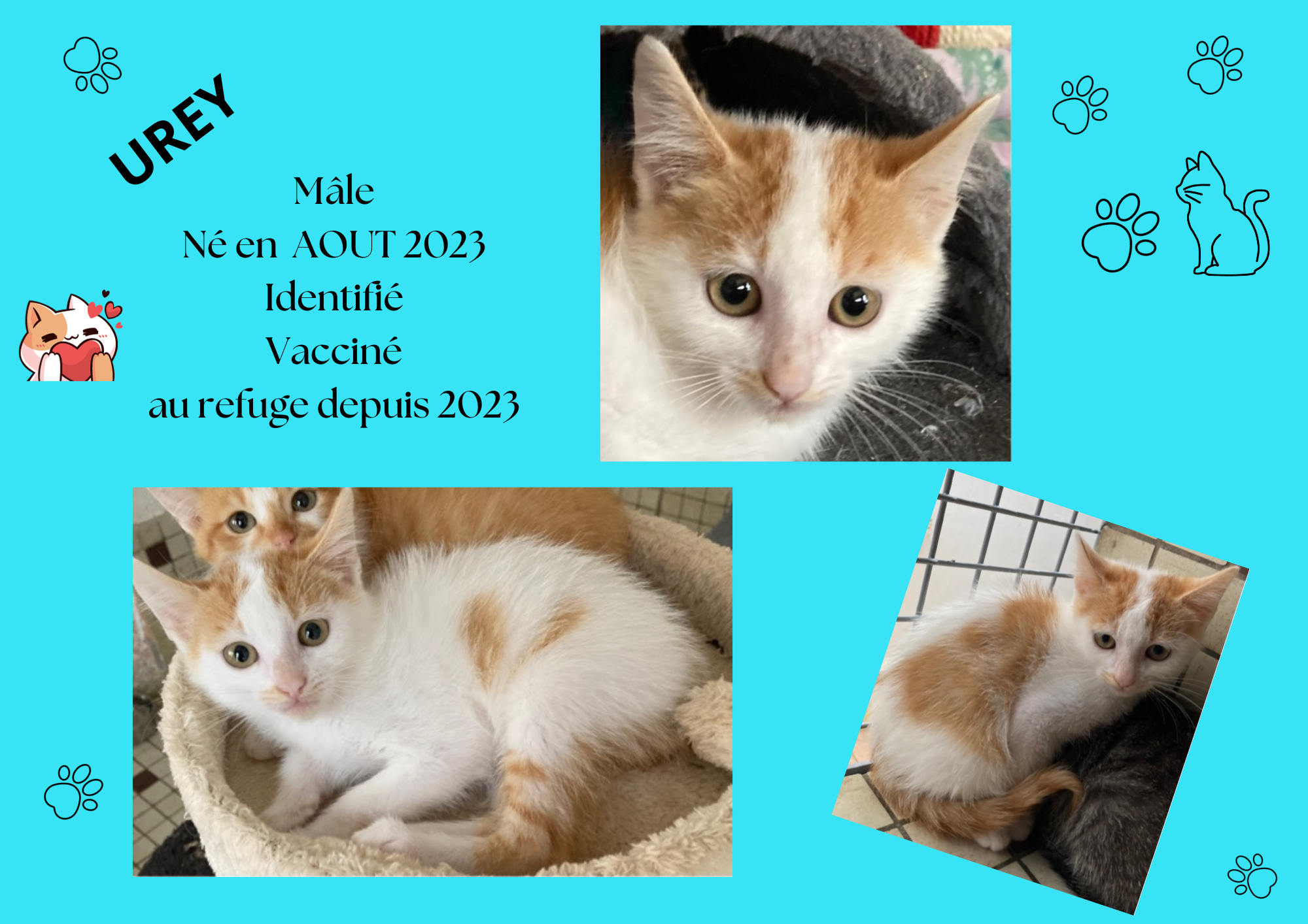 Modele chat male 297 210 mm 