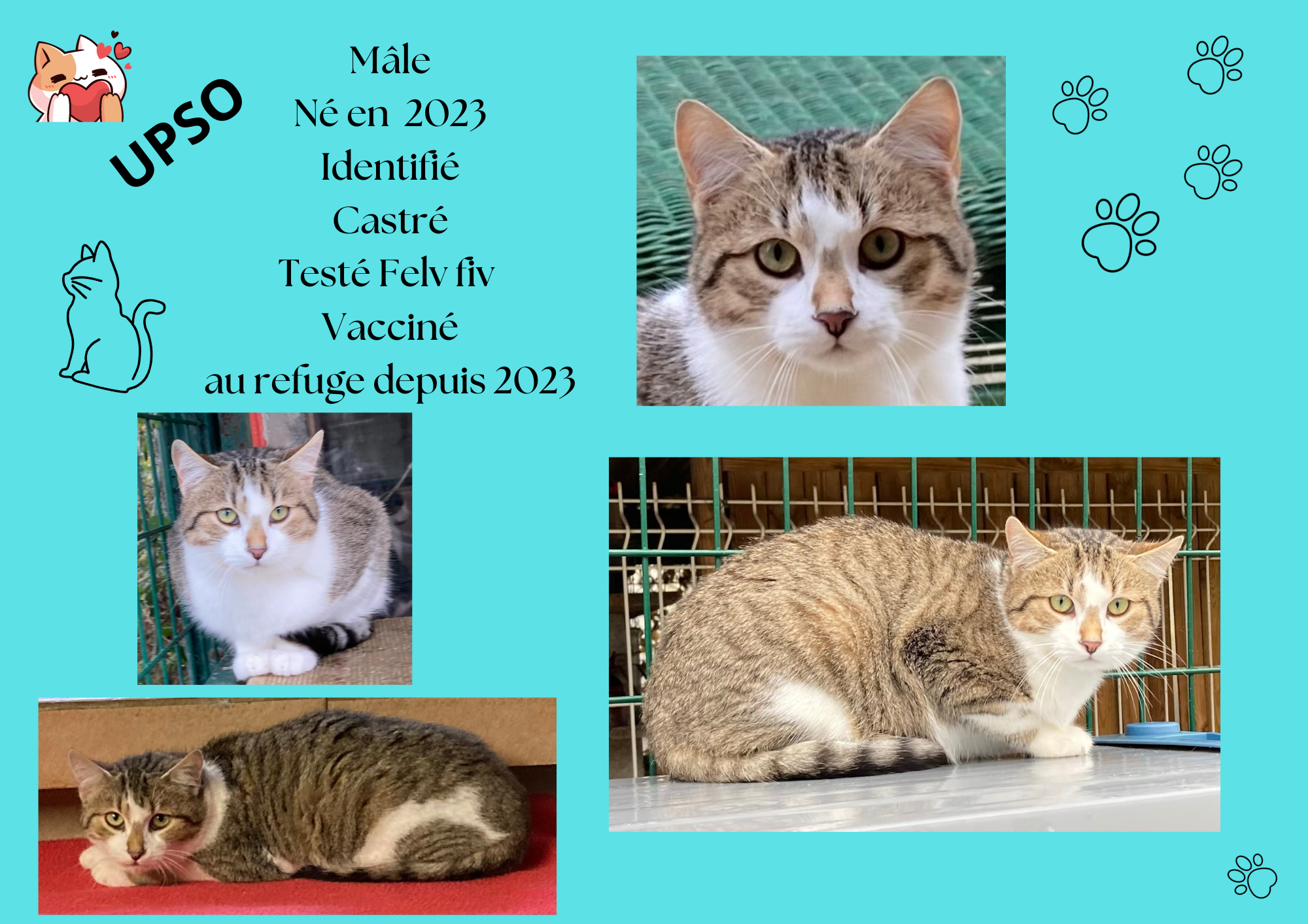 Modele chat male 297 210 mm 