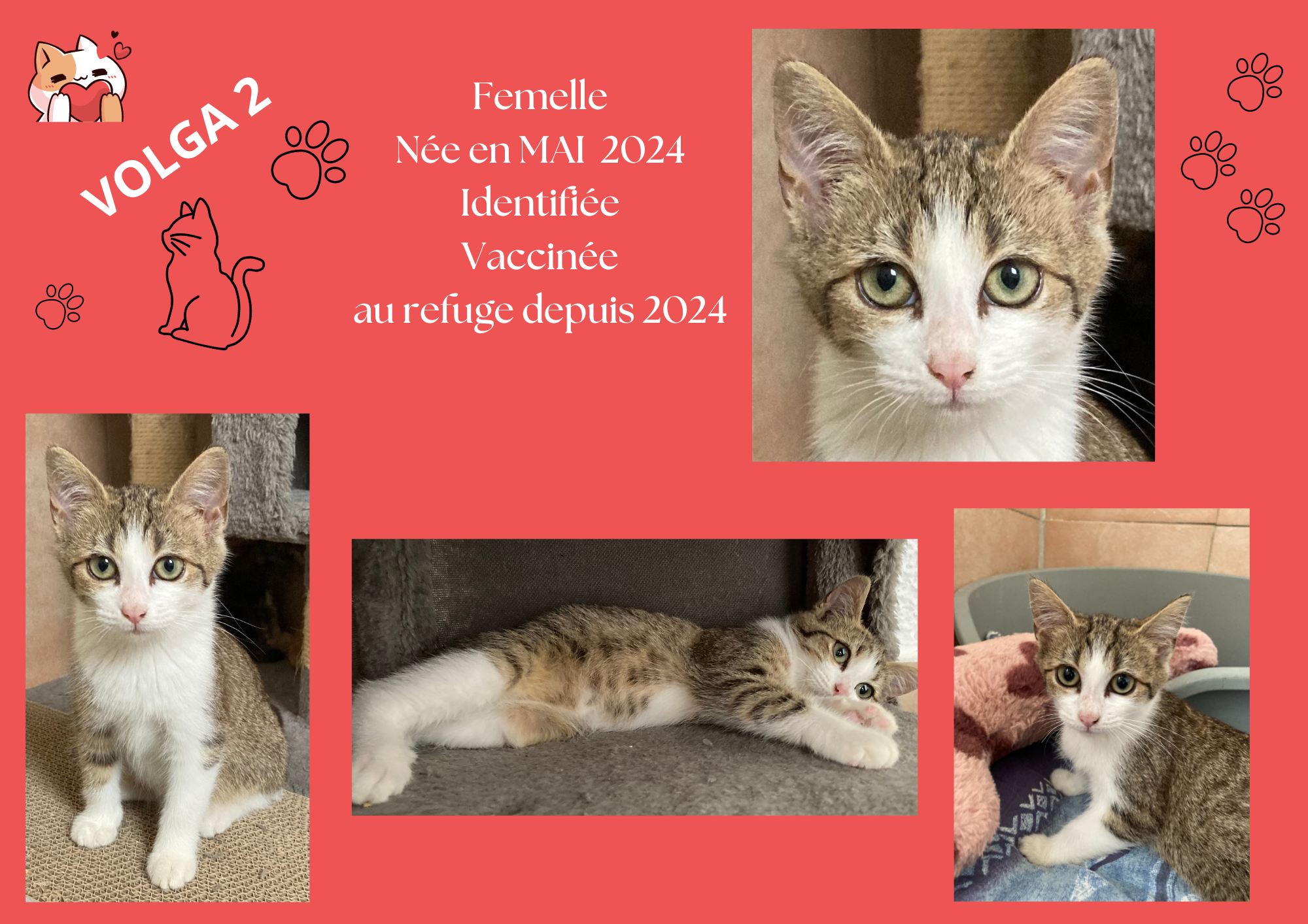  modele chat male 297 210 mm 18 