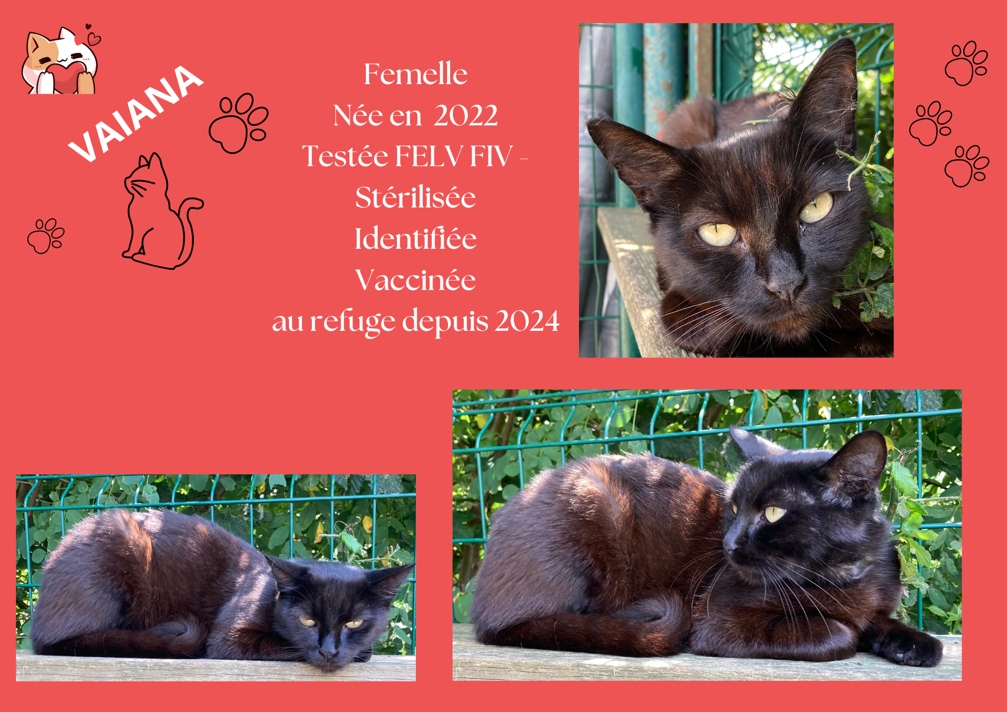  modele chat male 297 210 mm 14 