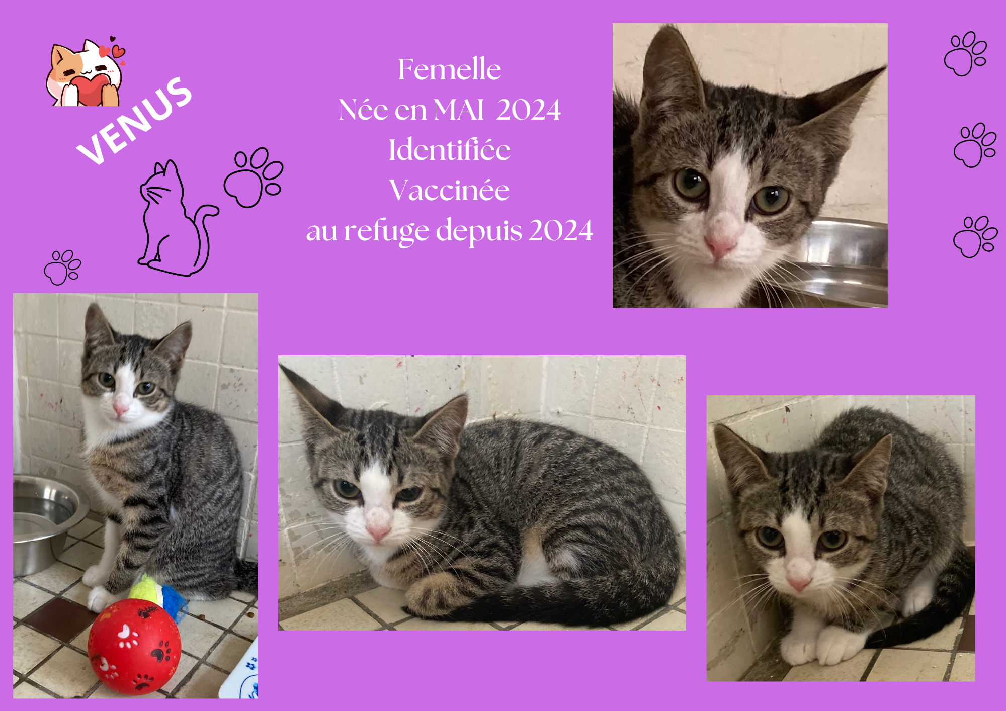  modele chat male 297 210 mm 24 