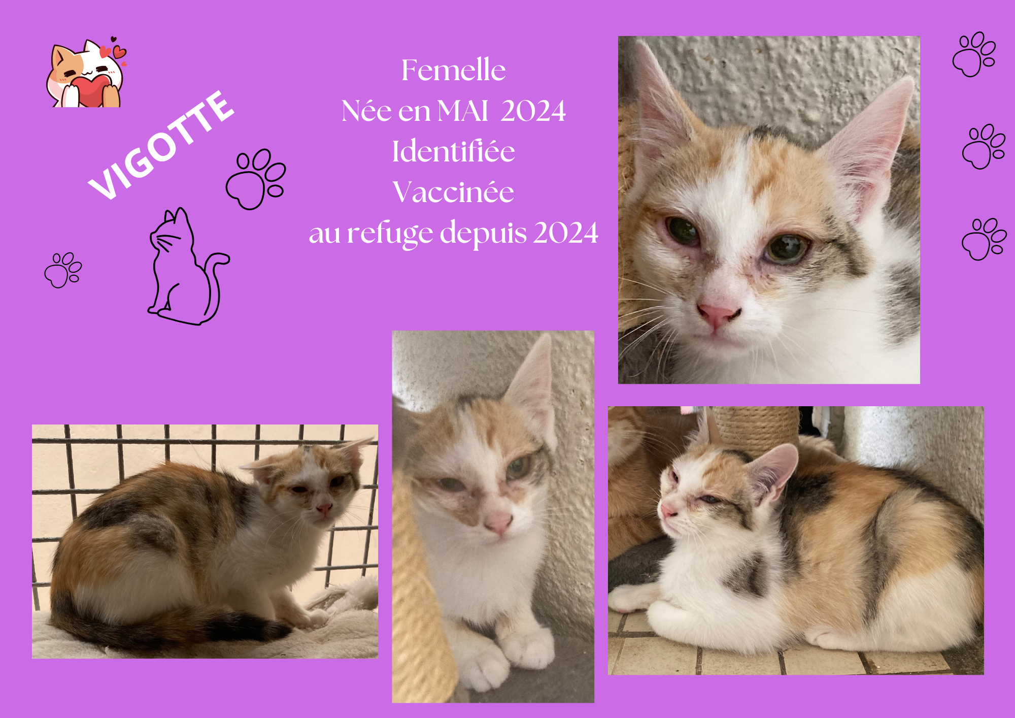  modele chat male 297 210 mm 23 