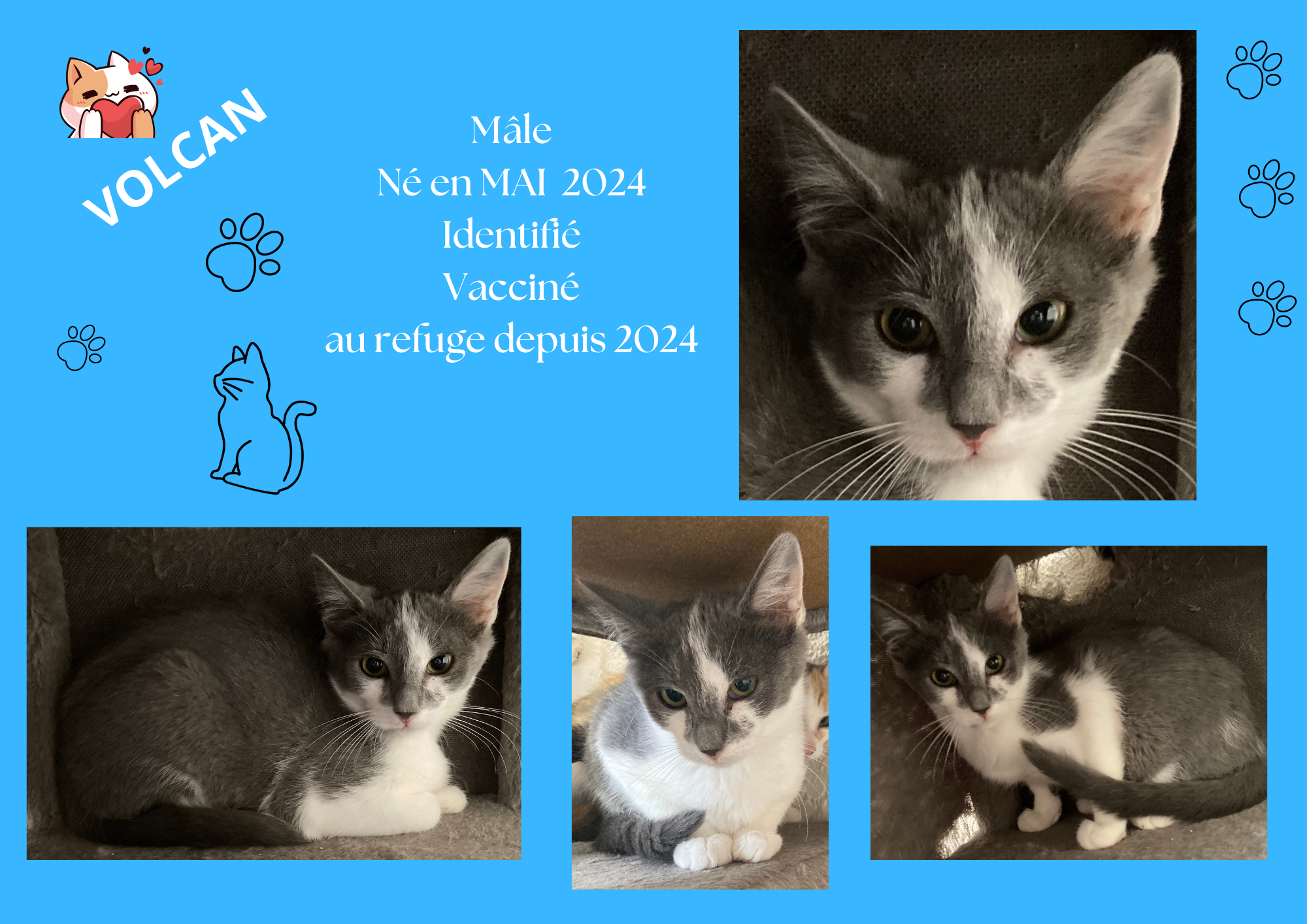  modele chat male 297 210 mm 25 