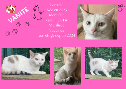  modele chat male 297 210 mm 3 