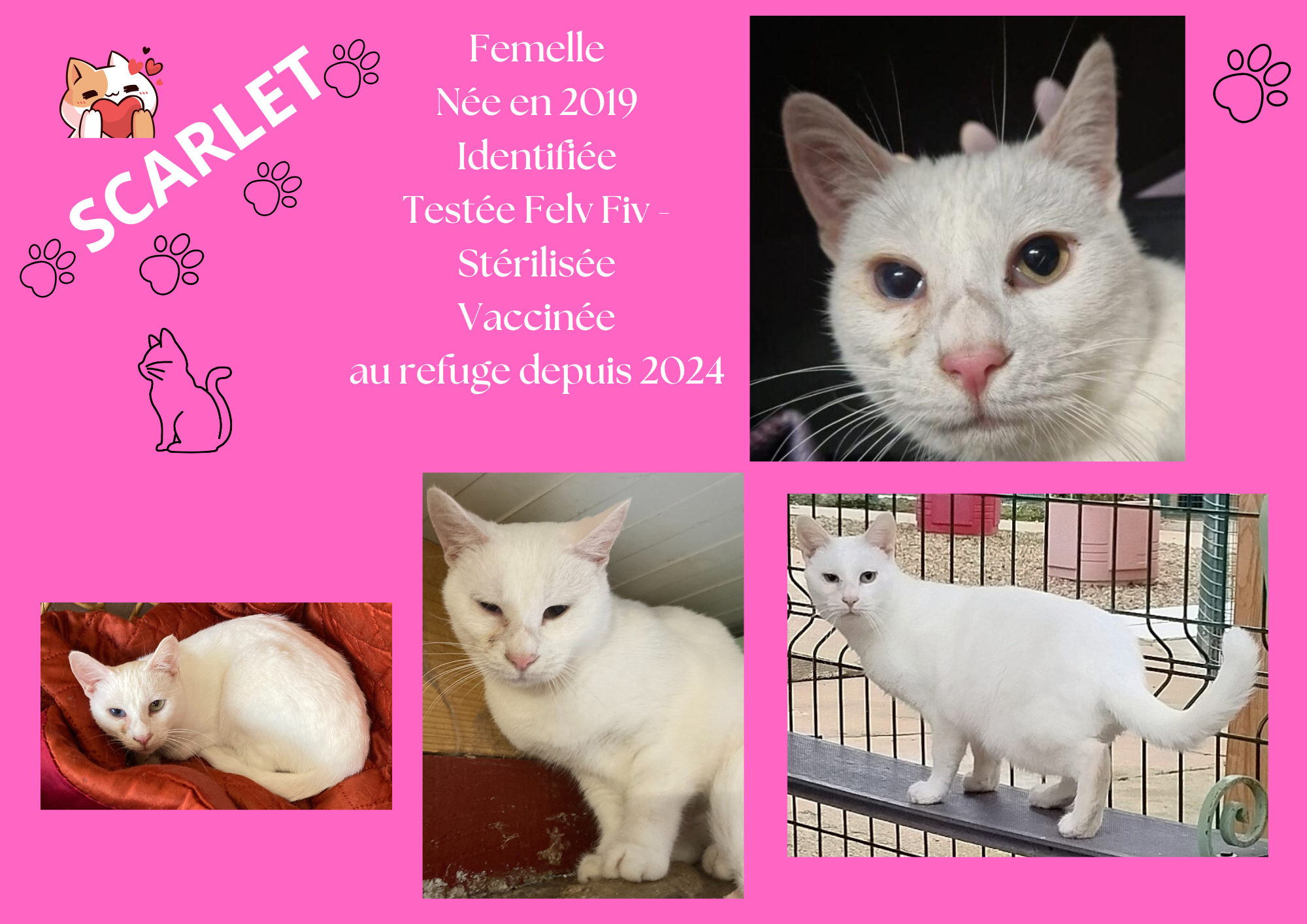 modele chat male 297 210 mm 