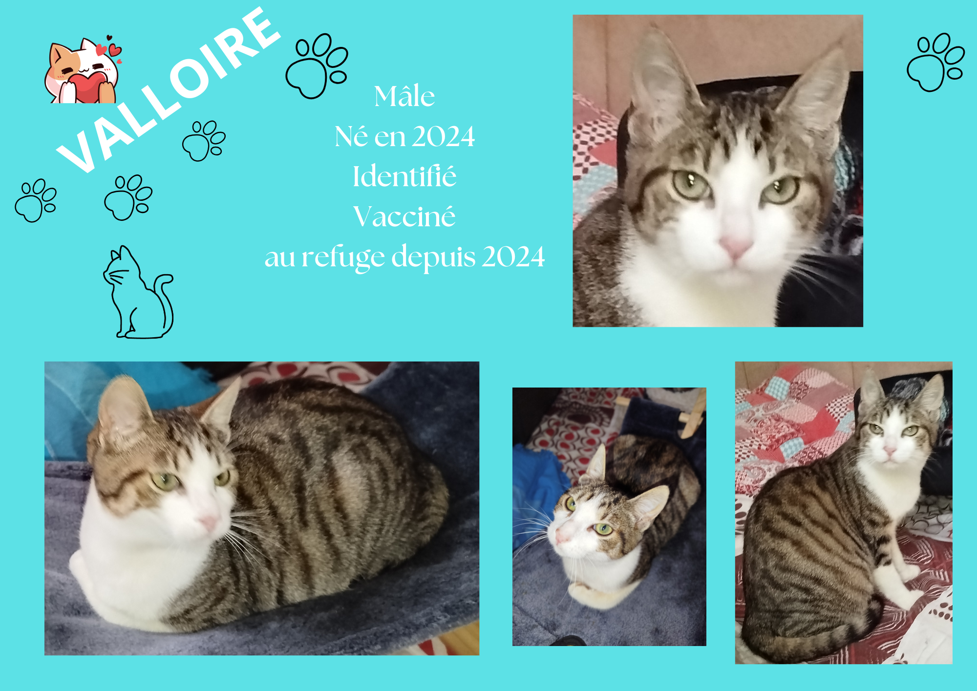  modele chat male 297 210 mm 28 