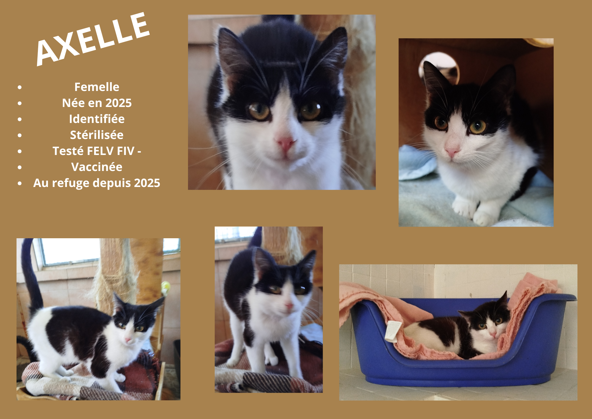 Modele chien male 297 210 mm 15 