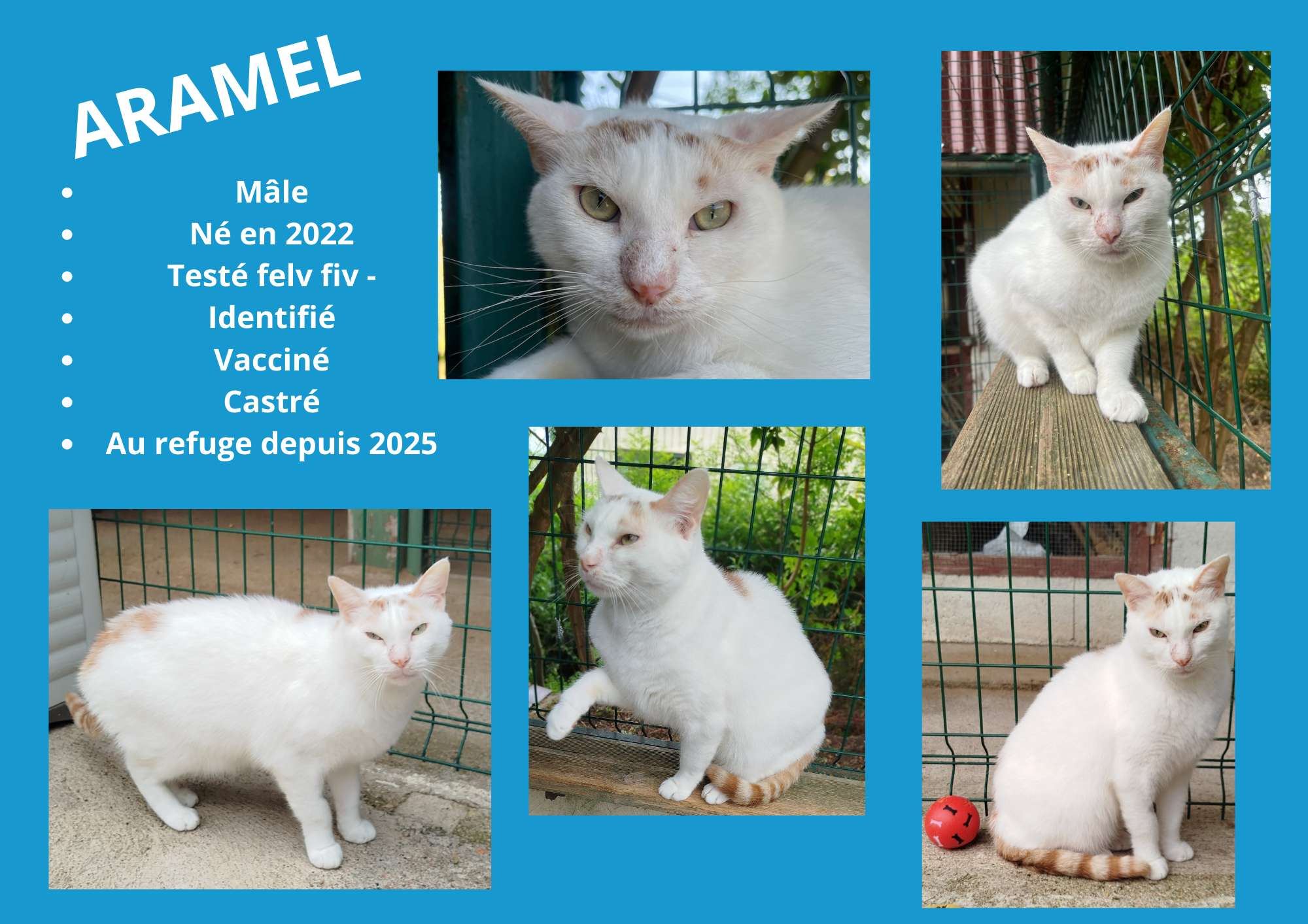 Modele chien male 297 210 mm 4 