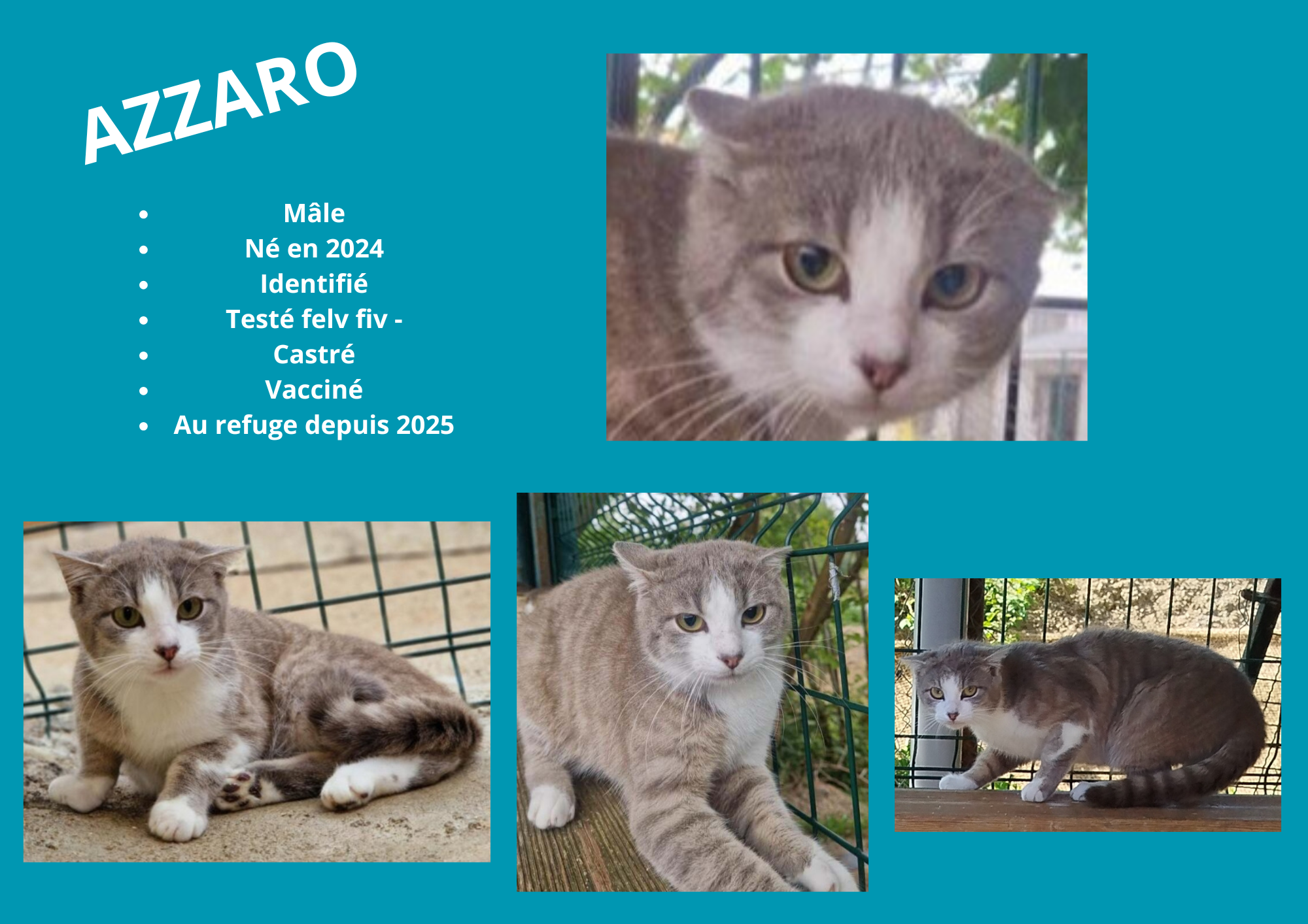 Modele chien male 297 210 mm 