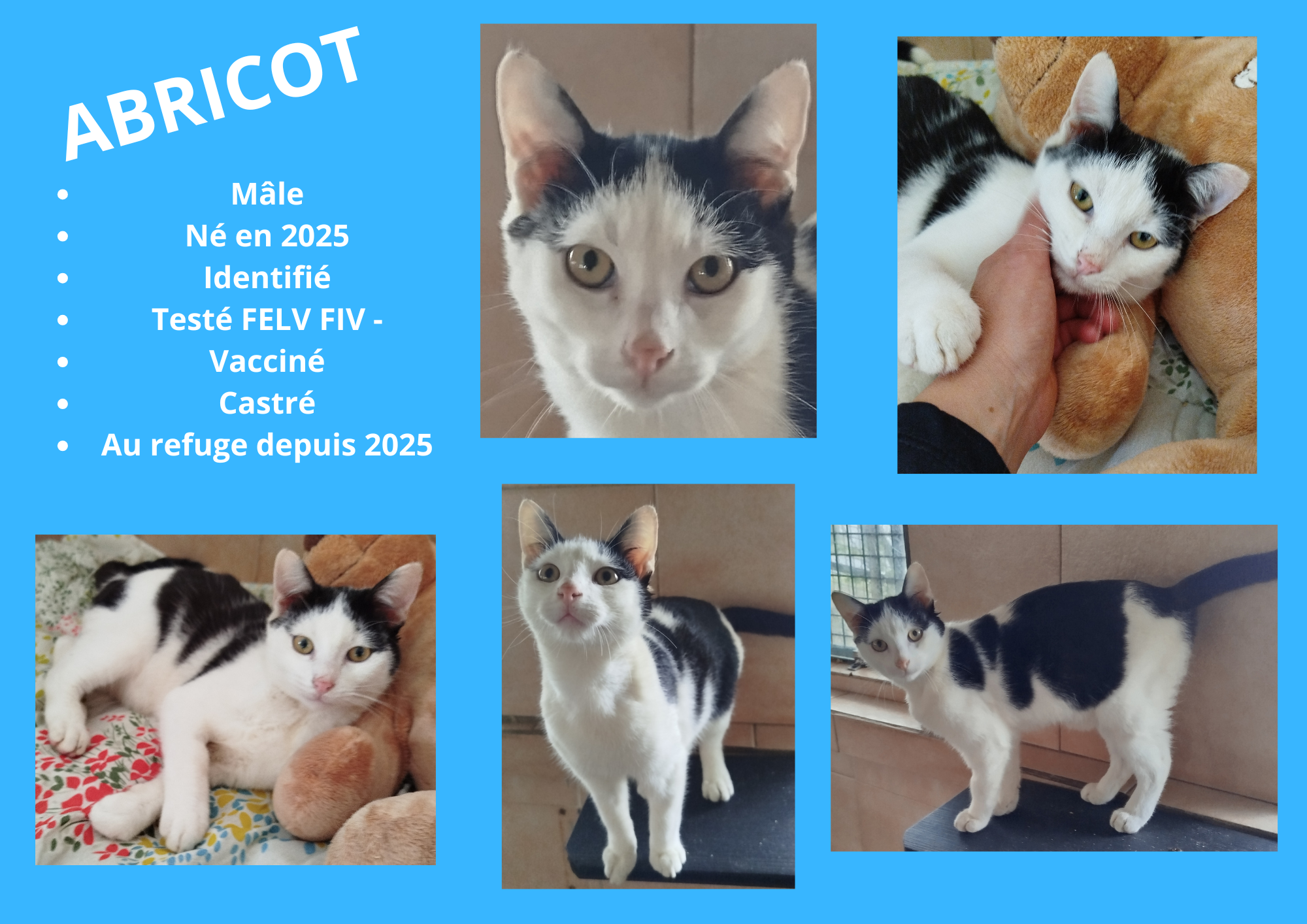 Modele chien male 297 210 mm 32 